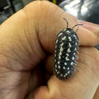 Thumbnail for Armadillidium Gestroi Zinger