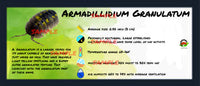 Thumbnail for Armadillidium Granulatum Isopod Bin Label
