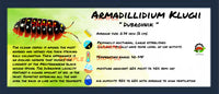 Thumbnail for Armadillidium Klugii Dubrovnik Isopod Bin Label