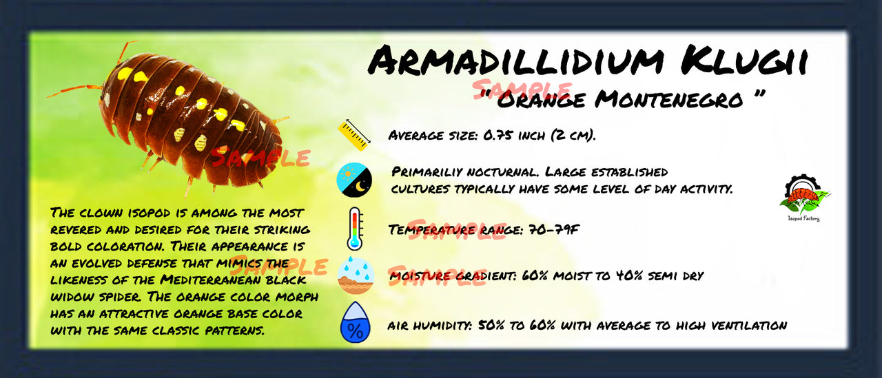 Armadillidium Klugii Orange Montenegro Isopod Bin Label
