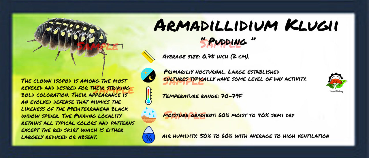 Armadillidium Klugii Pudding Isopod Bin Label