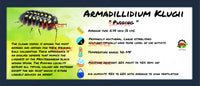 Thumbnail for Armadillidium Klugii Pudding Isopod Bin Label