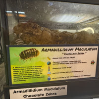 Thumbnail for Armadillidium Maculatum Chocolate Zebra Isopod Bin Label