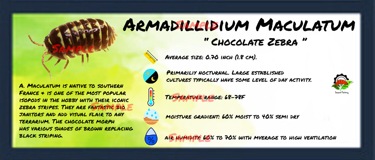 Armadillidium Maculatum Chocolate Zebra Isopod Bin Label