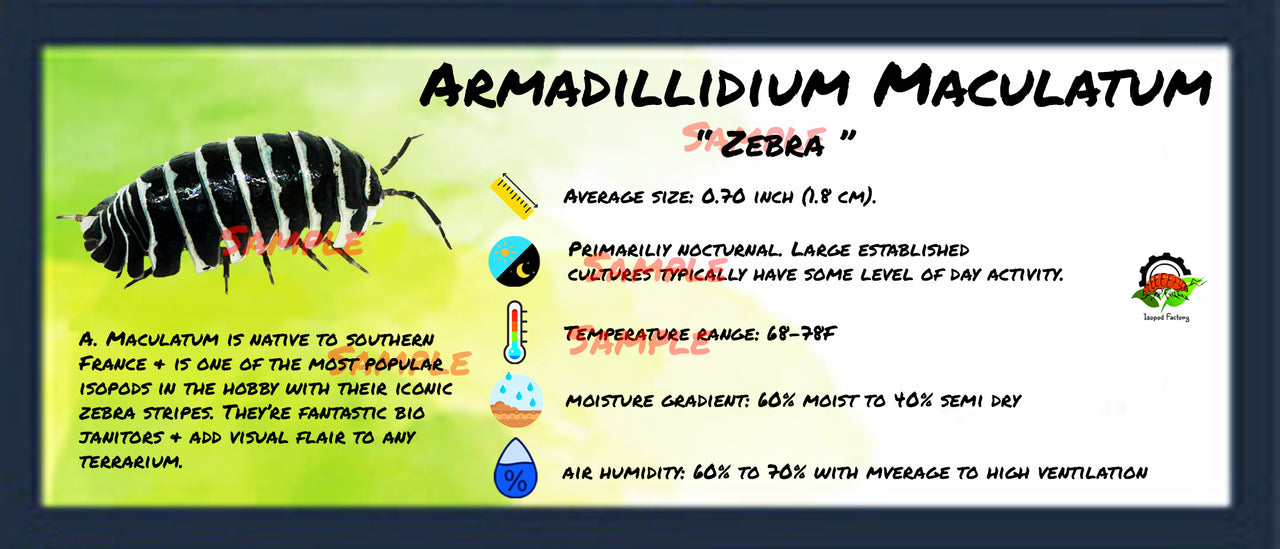 Armadillidium Maculatum Zebra Isopod Bin Label