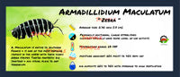 Thumbnail for Armadillidium Maculatum Zebra Isopod Bin Label