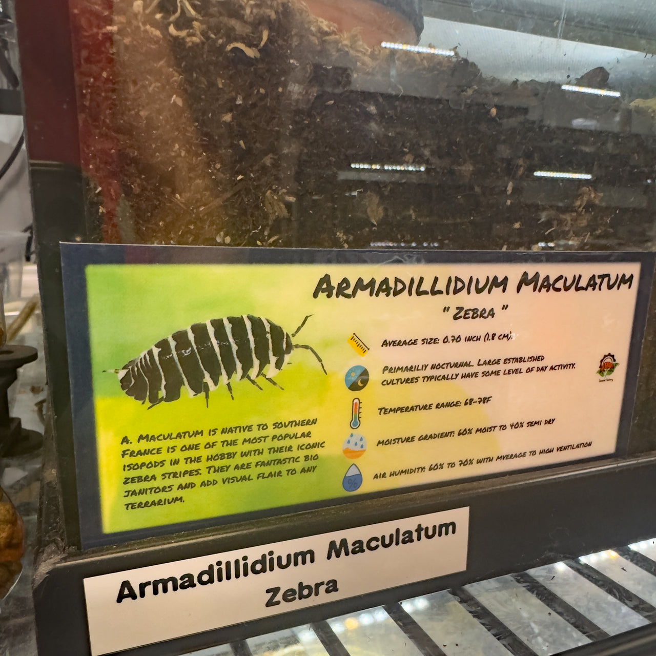 Armadillidium Maculatum Zebra Isopod Bin Label