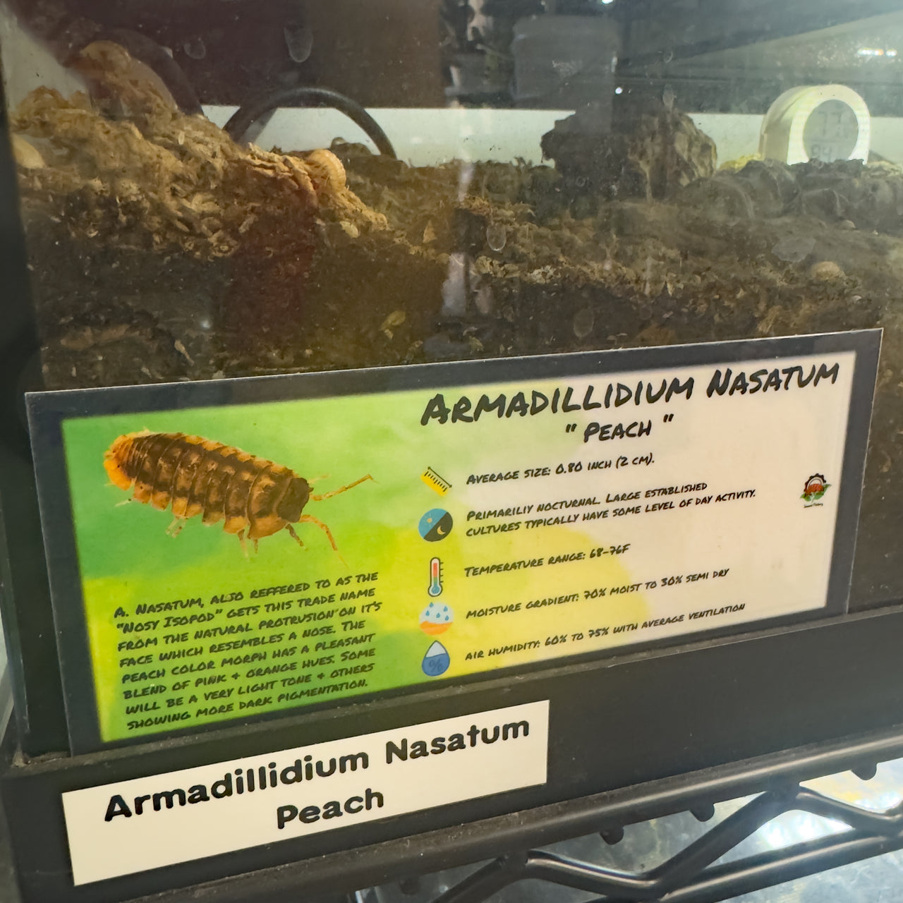 Armadillidium Nasatum Peach Isopod Bin Label