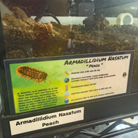 Thumbnail for Armadillidium Nasatum Peach Isopod Bin Label