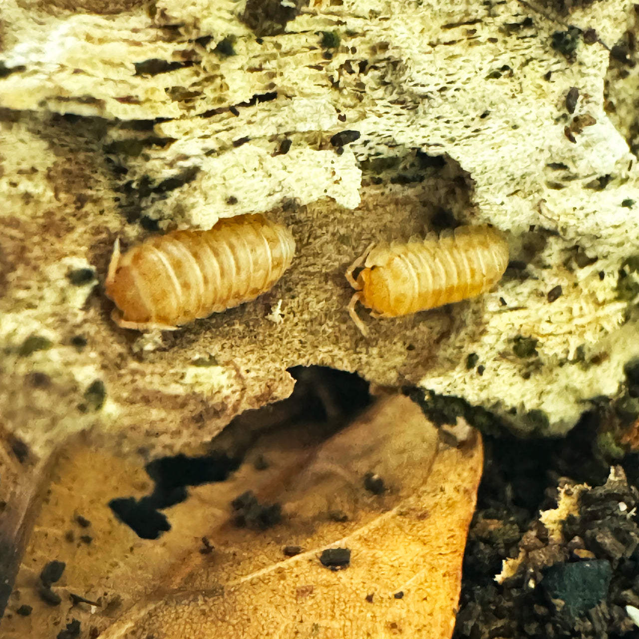 Armadillidium Nasatum “Peach"