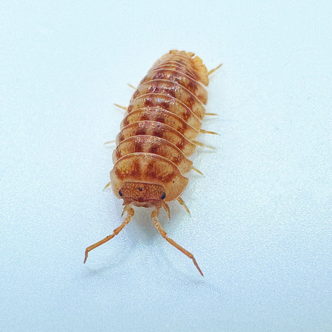 Armadillidium Nasatum “Peach"