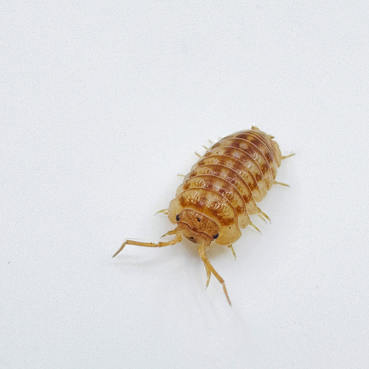 Armadillidium Nasatum “Peach"