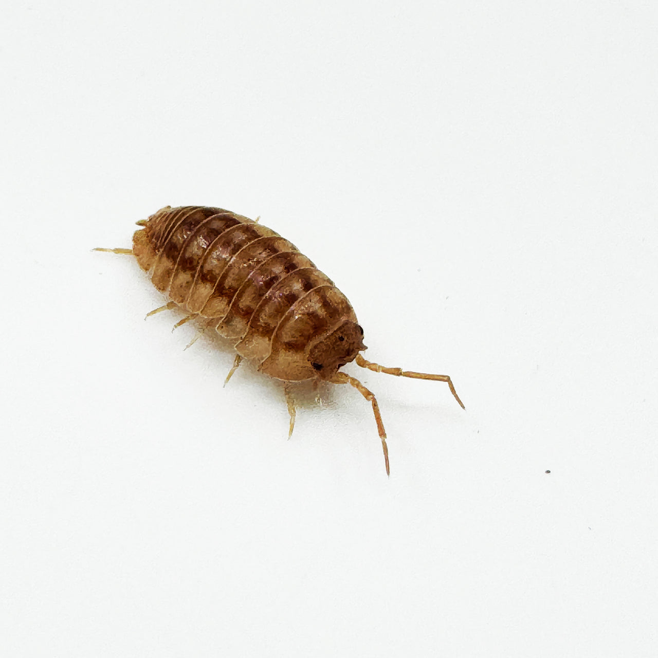 Armadillidium Nasatum “Peach"