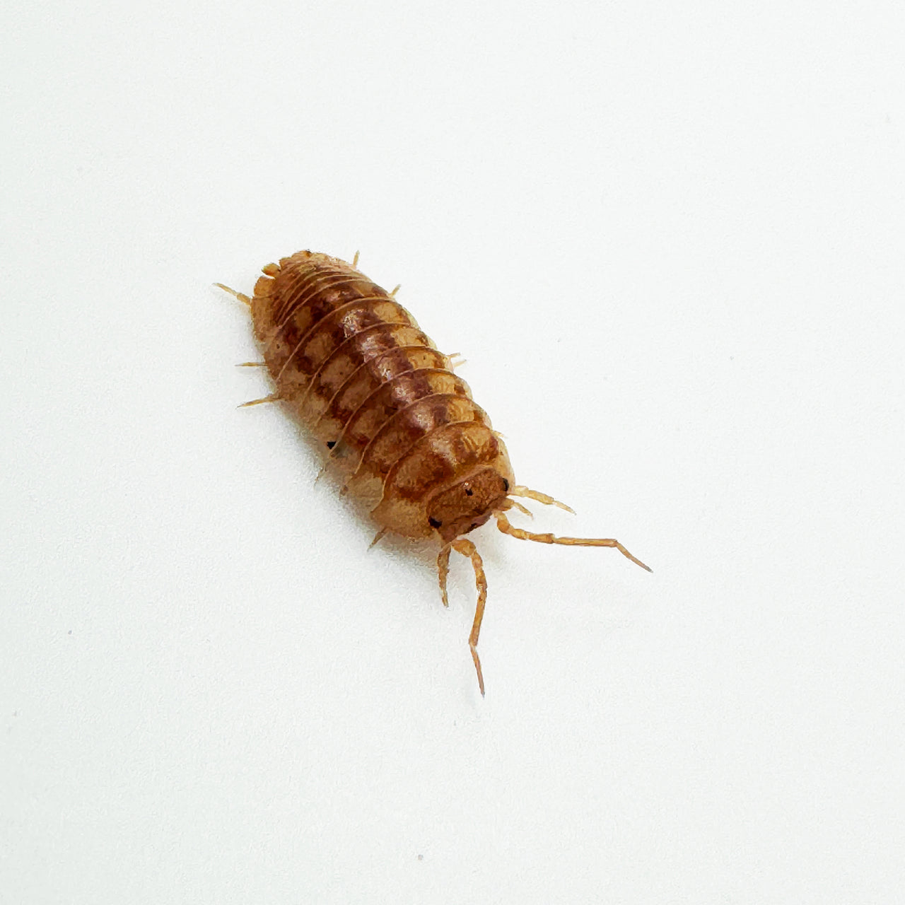 Armadillidium Nasatum “Peach"