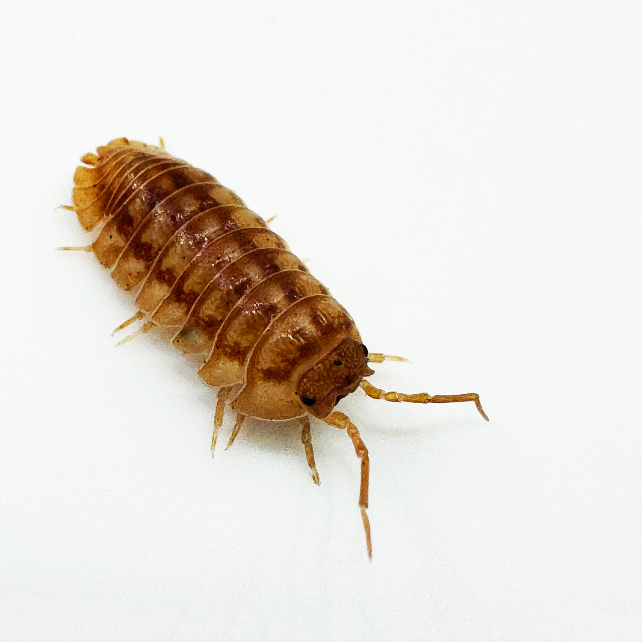 Armadillidium Nasatum “Peach"