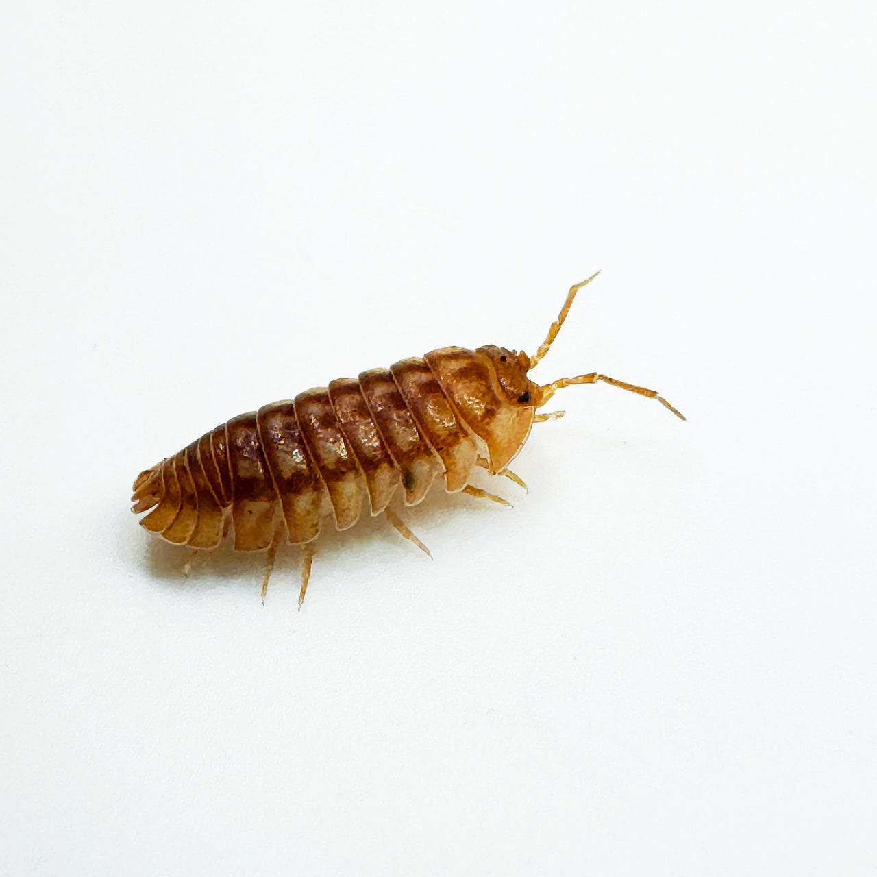 Armadillidium Nasatum “Peach"