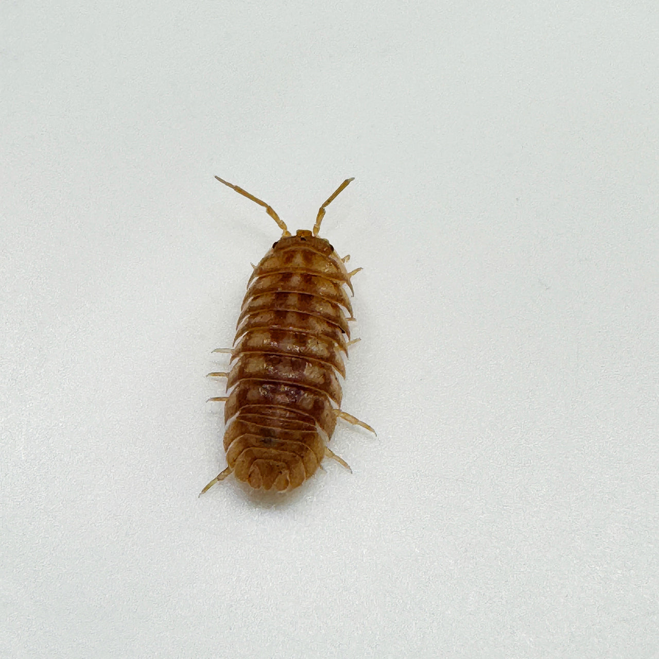 Armadillidium Nasatum “Peach"