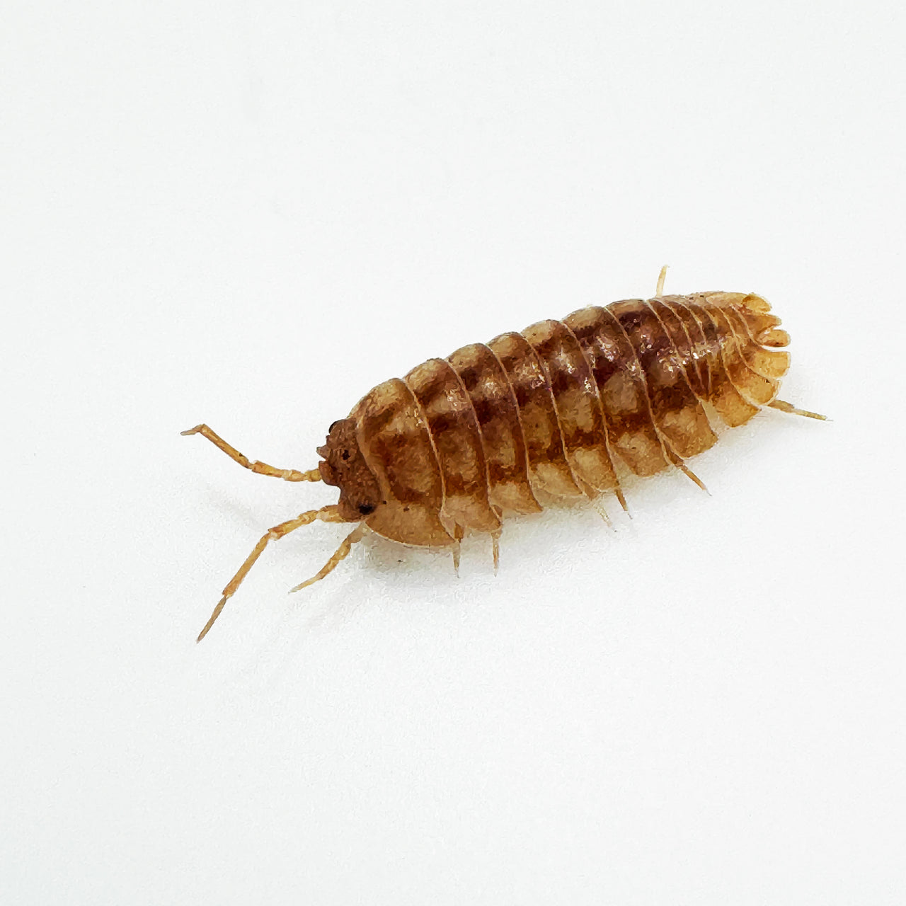 Armadillidium Nasatum “Peach"