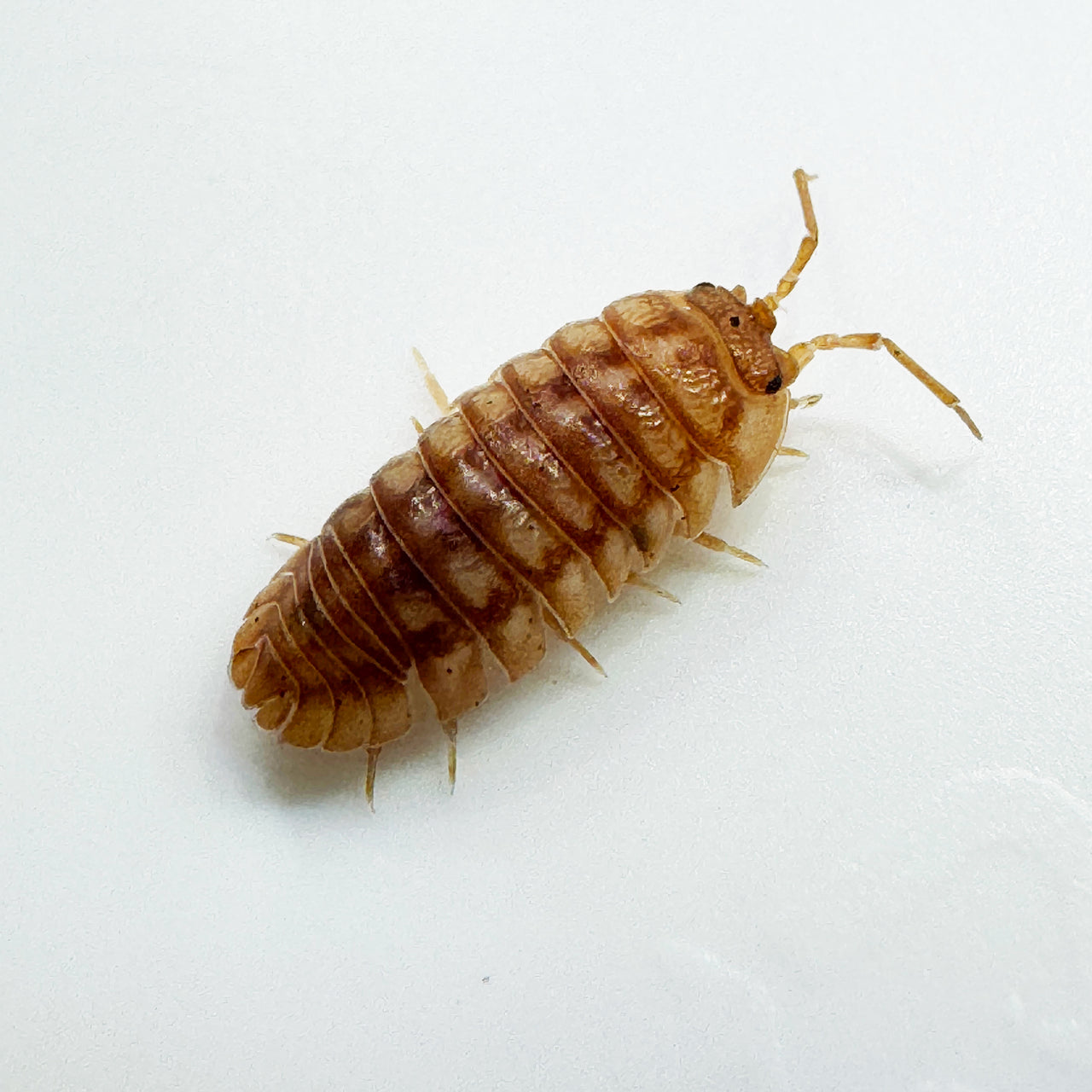 Armadillidium Nasatum “Peach"