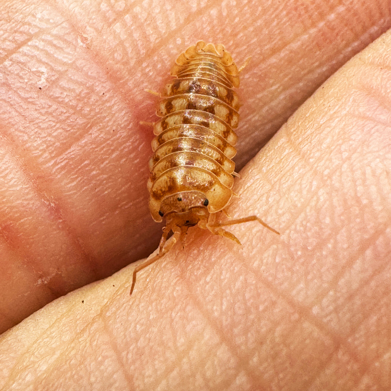 Armadillidium Nasatum “Peach"