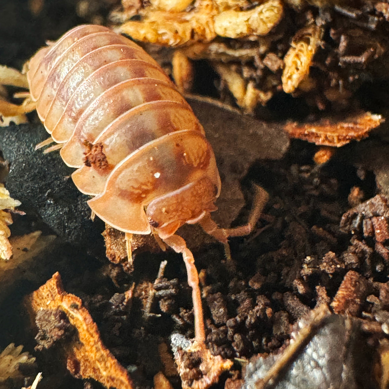 Armadillidium Nasatum “Peach"