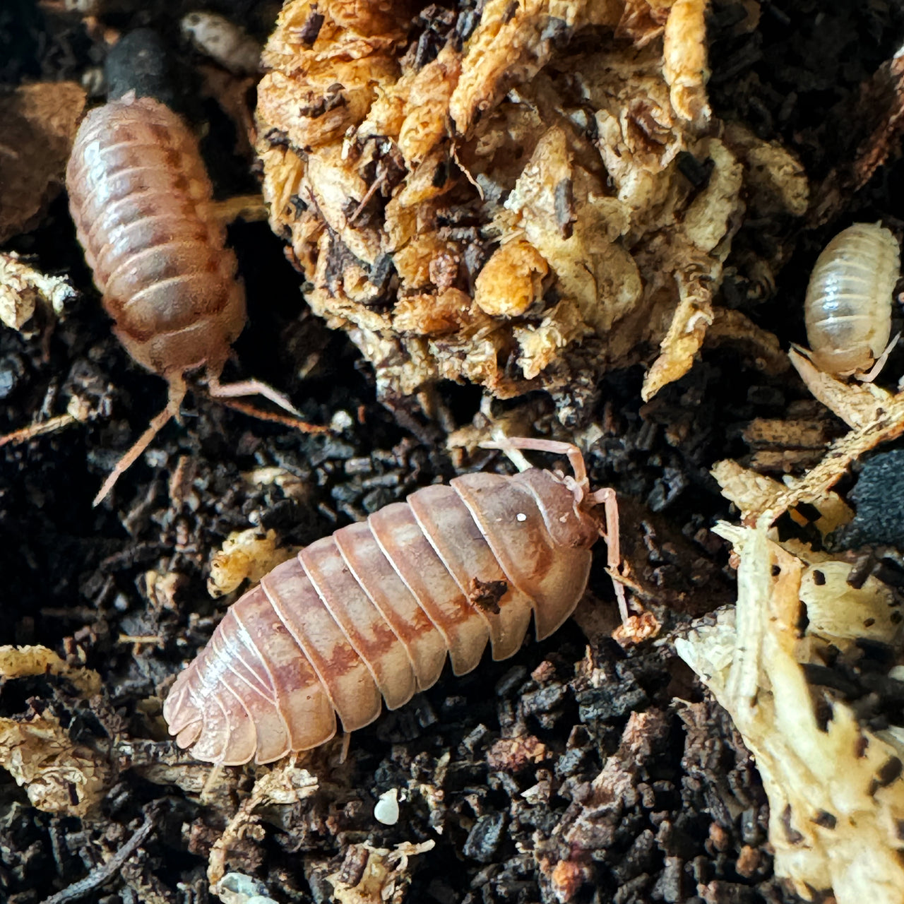 Armadillidium Nasatum “Peach"