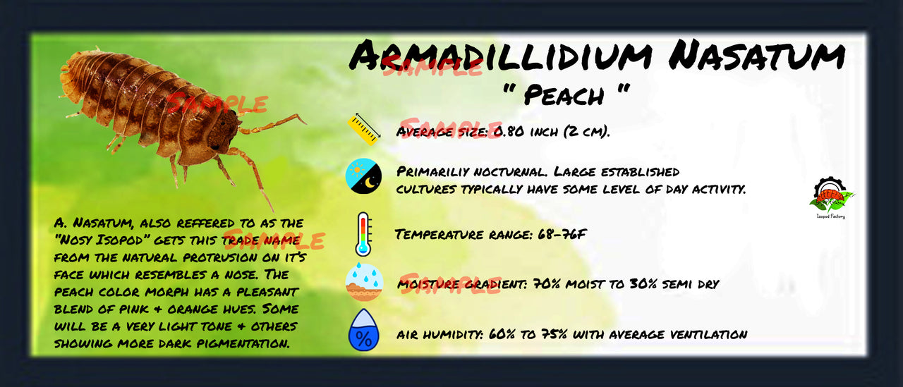 Armadillidium Nasatum Peach Isopod Bin Label