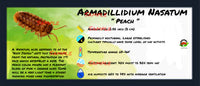 Thumbnail for Armadillidium Nasatum Peach Isopod Bin Label