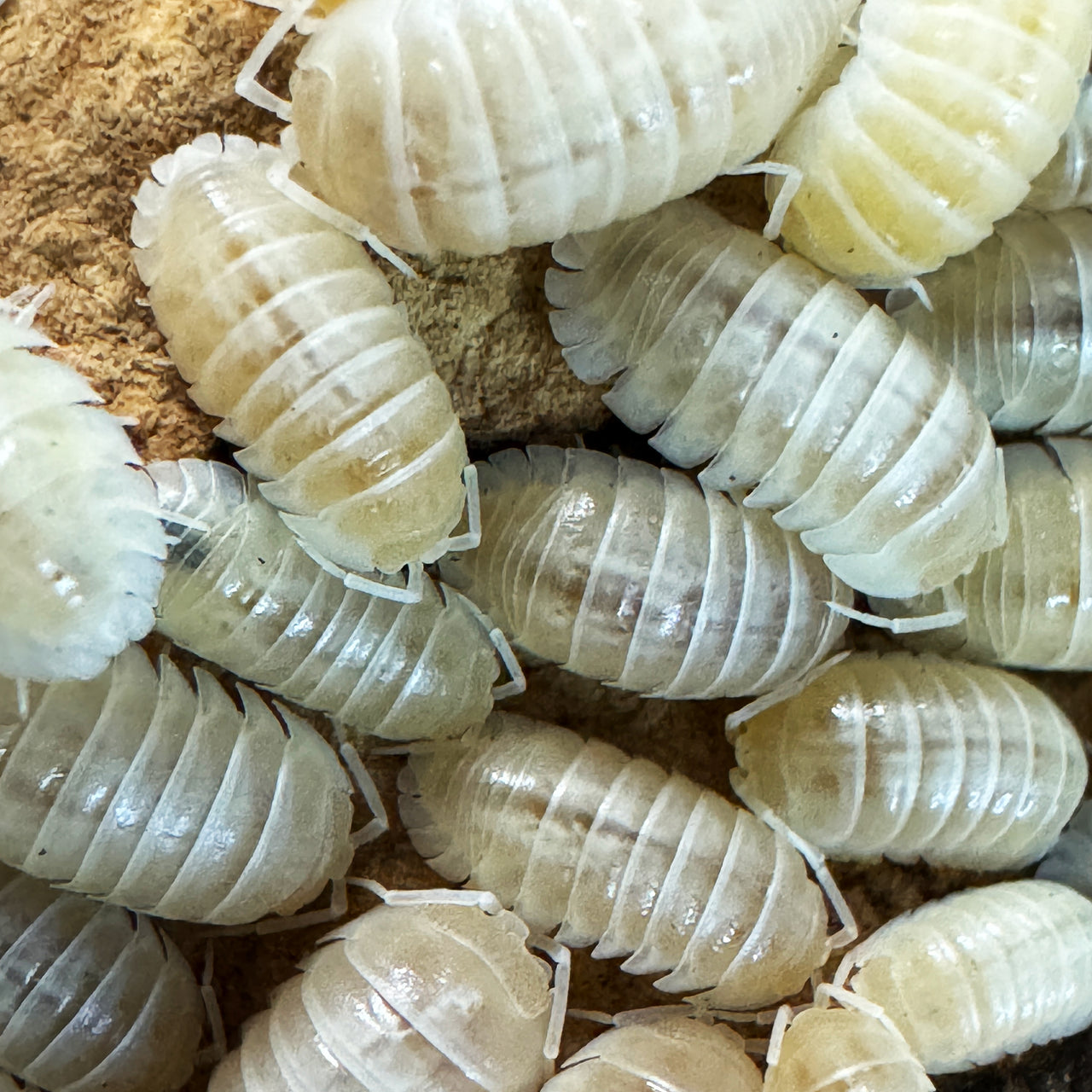 Armadillidium Nasatum “White Out"