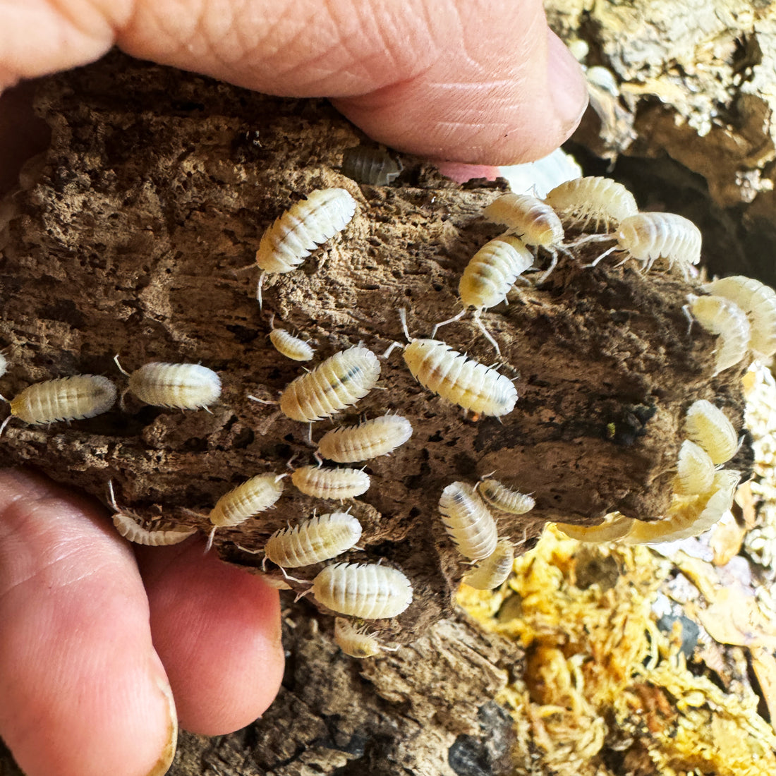 Armadillidium Nasatum “White Out"