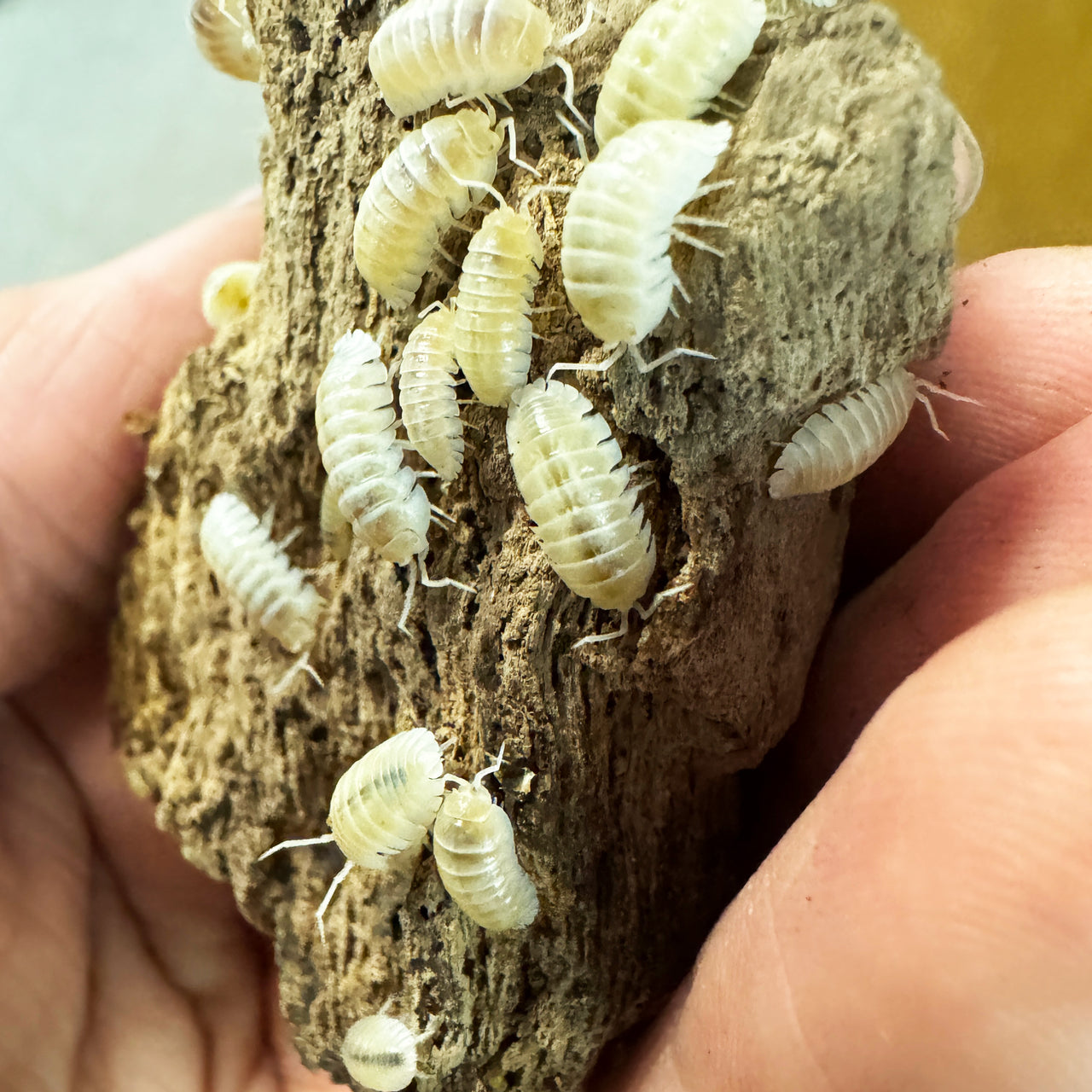 Armadillidium Nasatum “White Out"