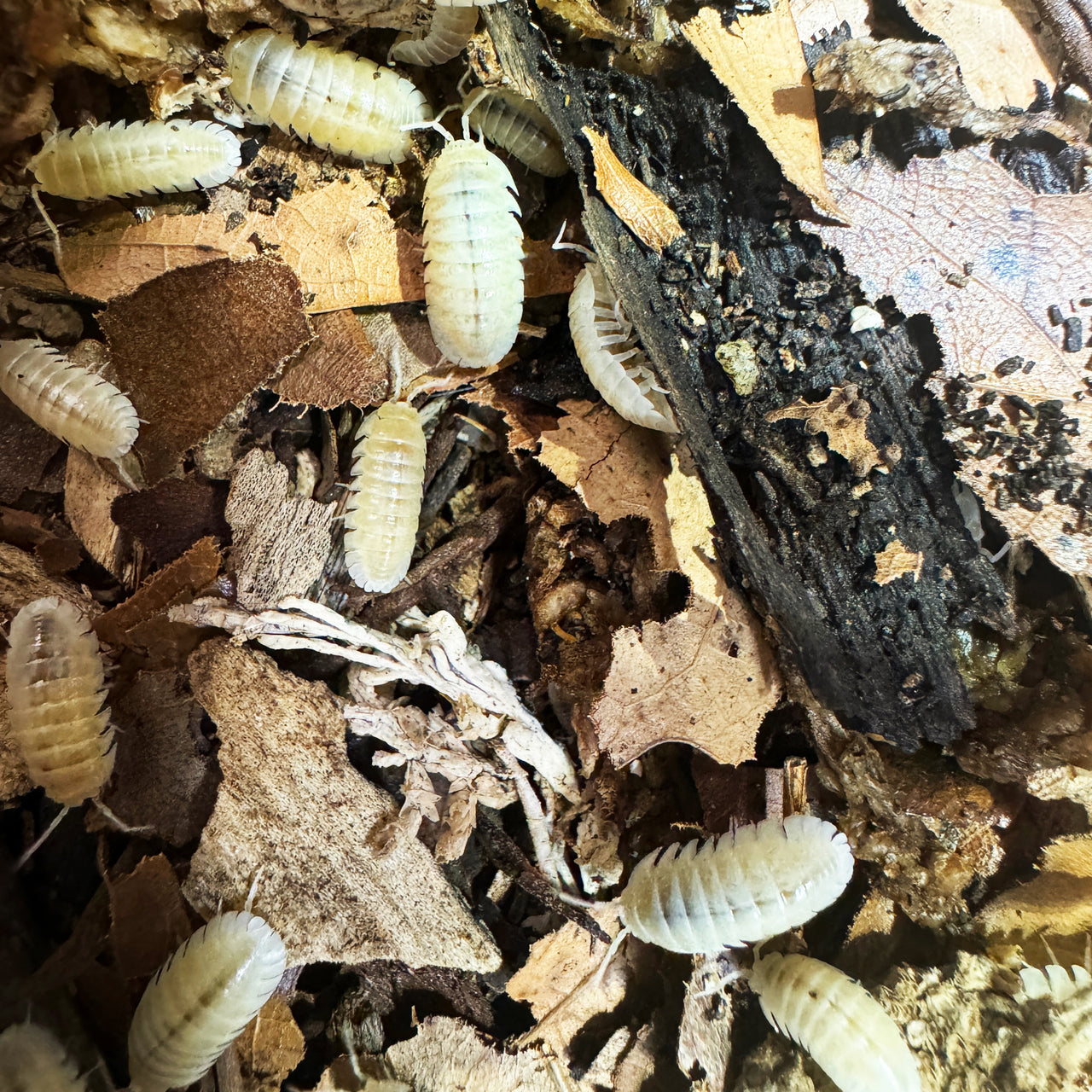 Armadillidium Nasatum “White Out"