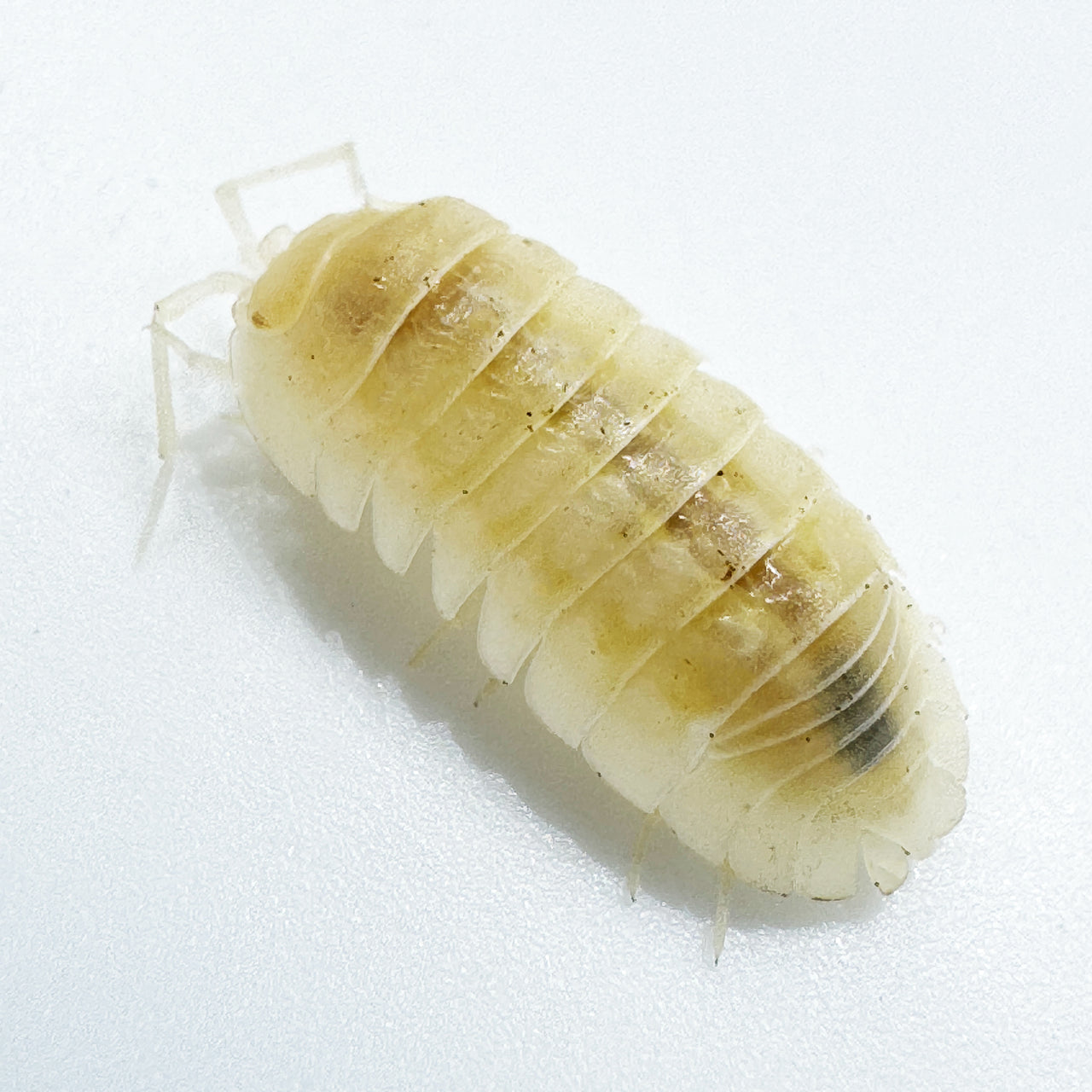 Armadillidium Nasatum “White Out"