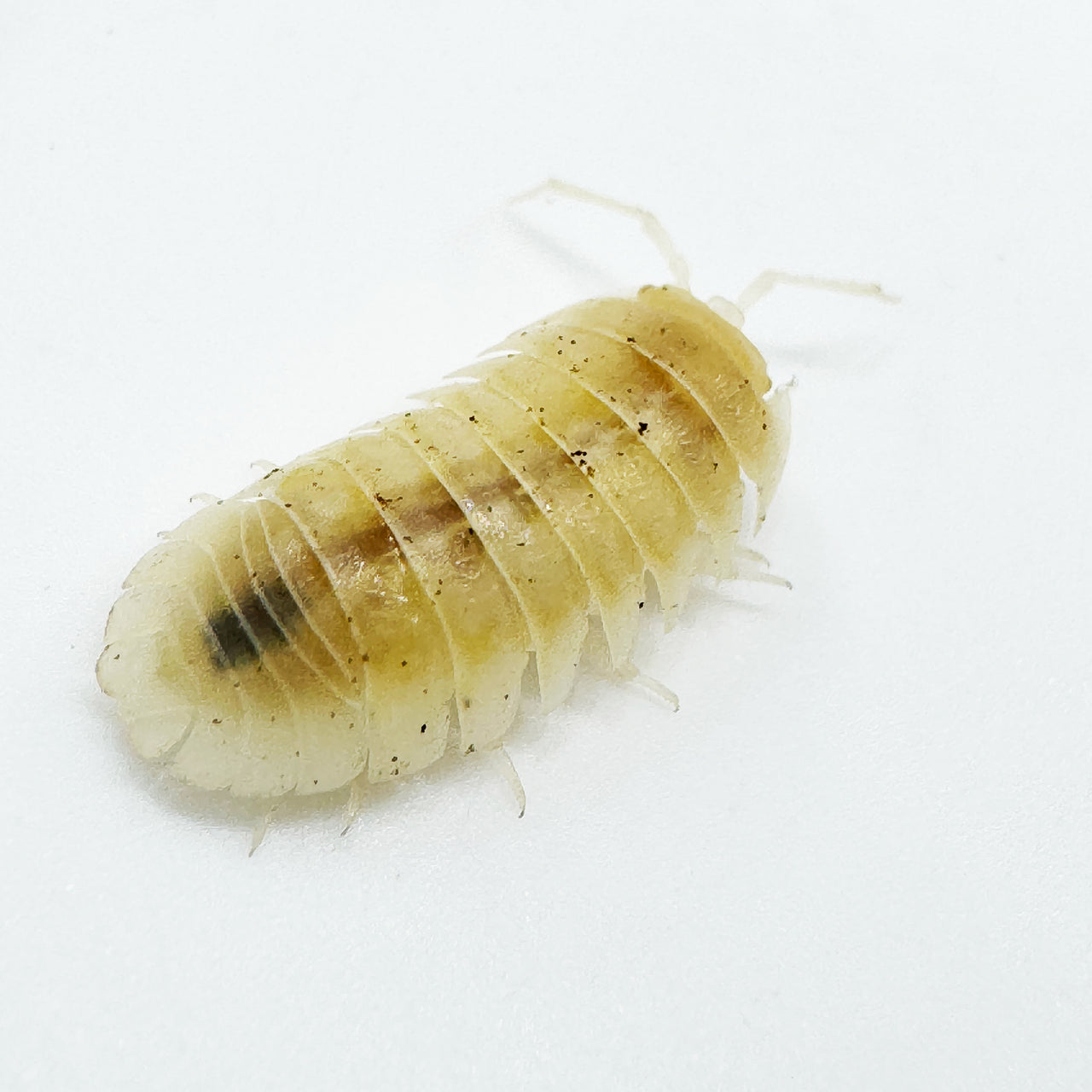 Armadillidium Nasatum “White Out"