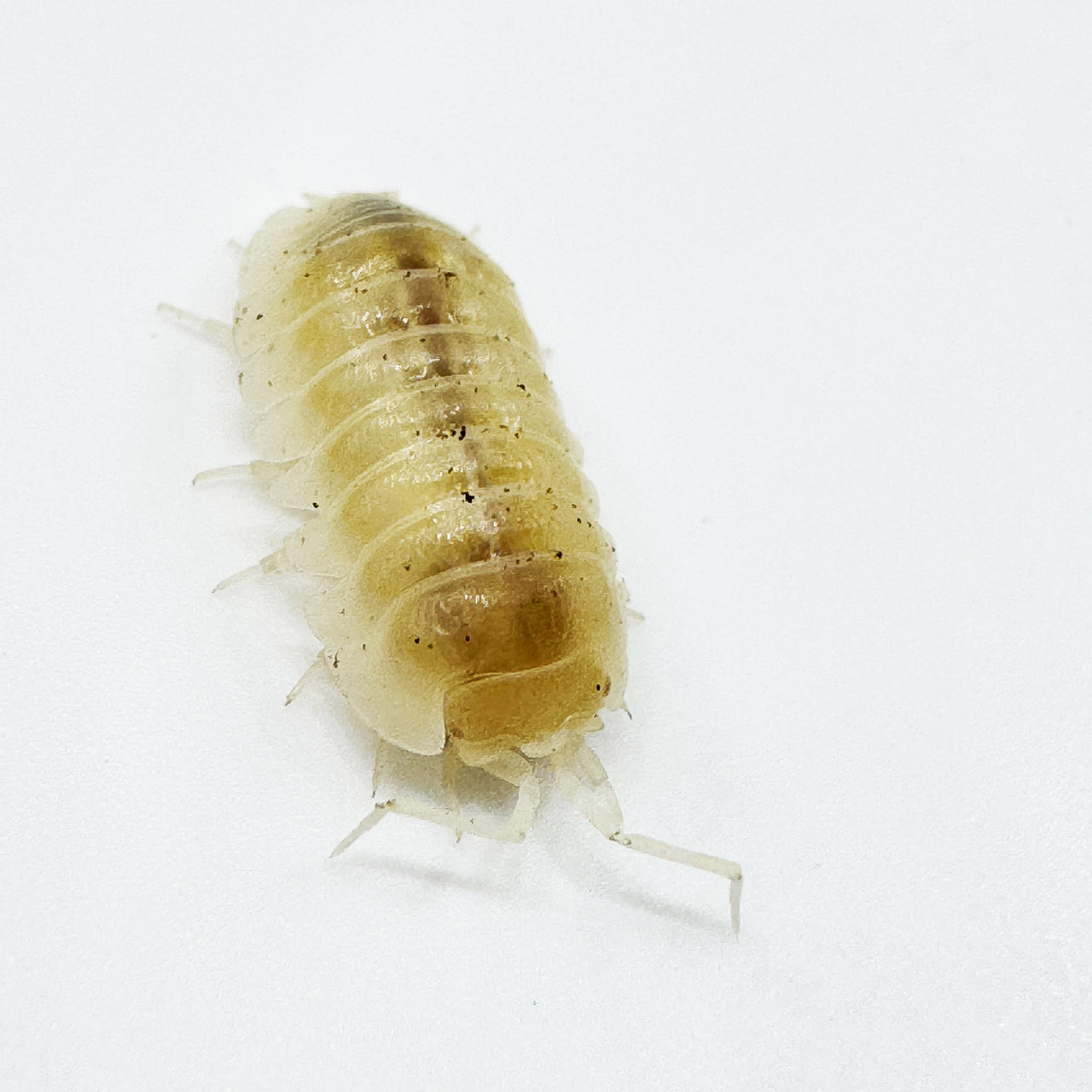 Armadillidium Nasatum “White Out"