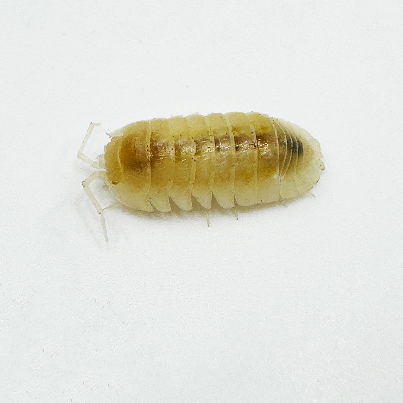 Armadillidium Nasatum “White Out"