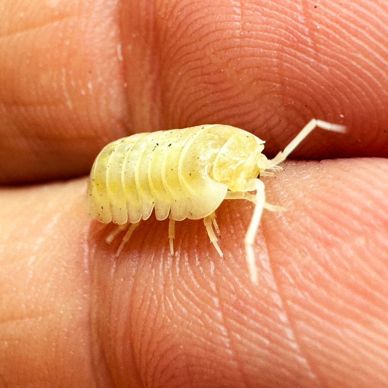 Armadillidium Nasatum “White Out"