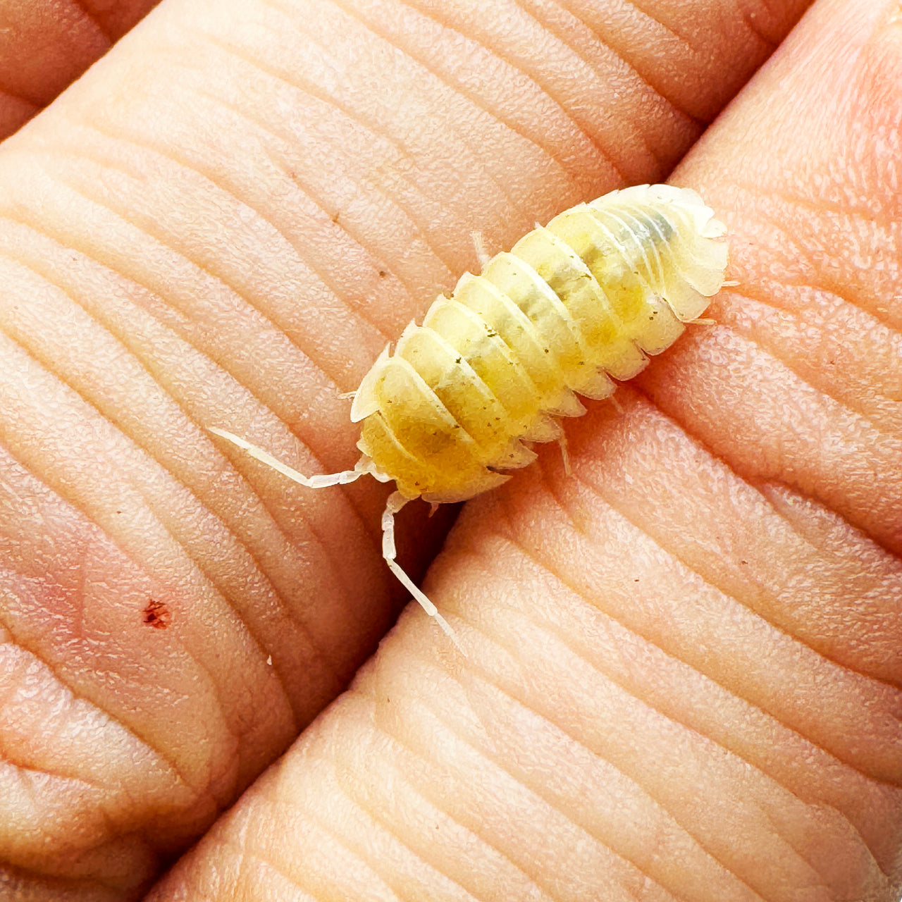 Armadillidium Nasatum “White Out"