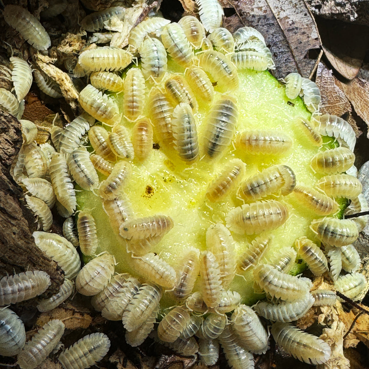 Armadillidium Nasatum “White Out"