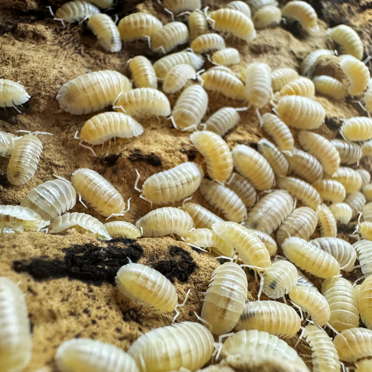 Armadillidium Nasatum “White Out"