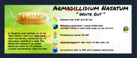 Thumbnail for Armadillidium Nasatum White Out Isopod Bin Label