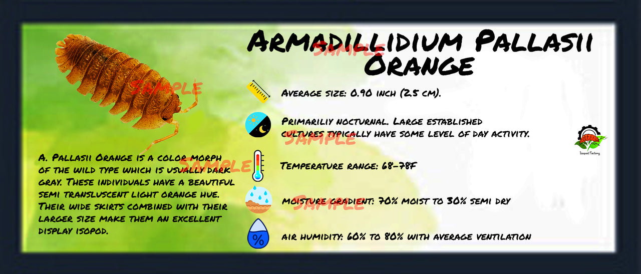 Armadillidium Pallasii Orange Isopod Bin Label
