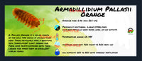 Thumbnail for Armadillidium Pallasii Orange Isopod Bin Label