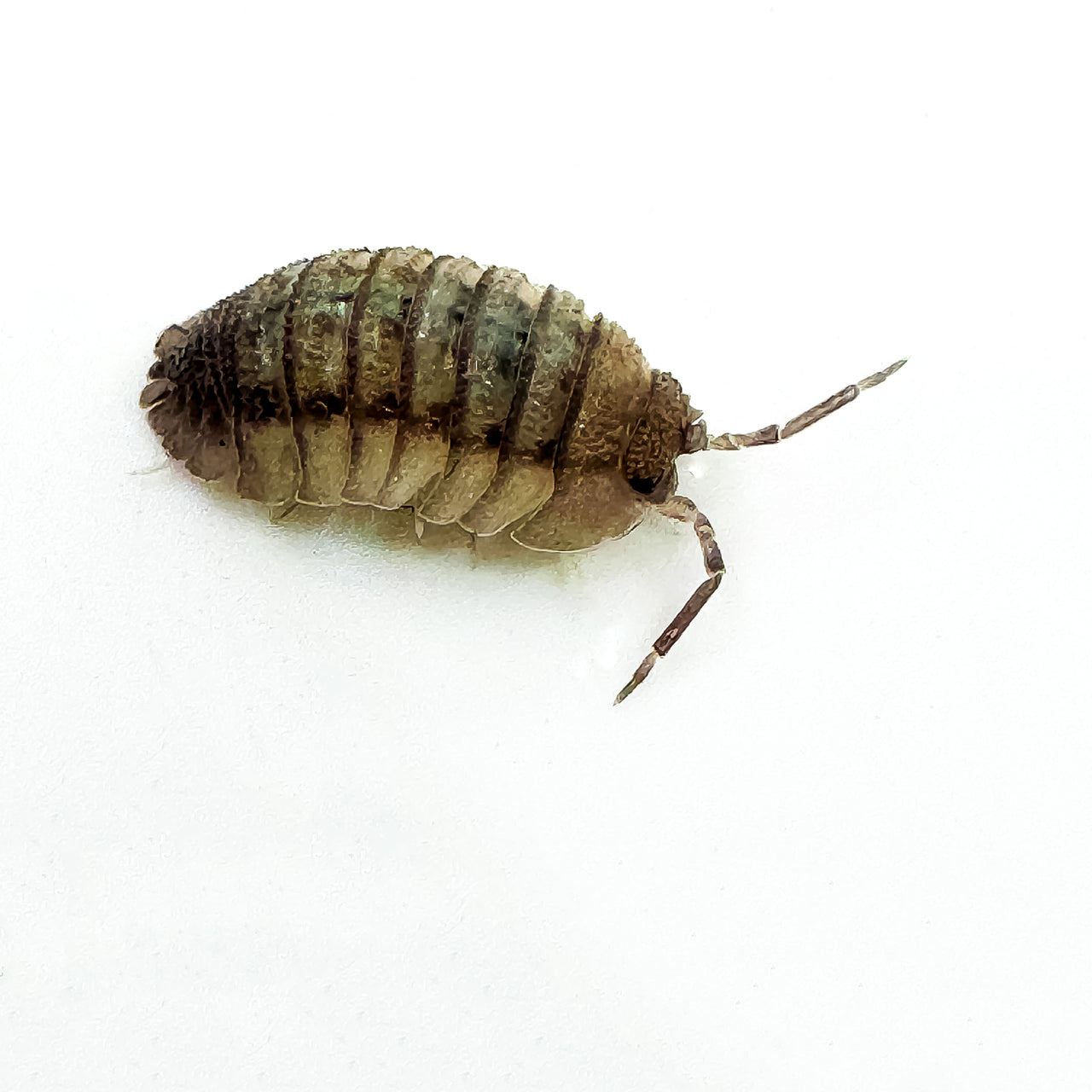 Armadillidium Peraccae