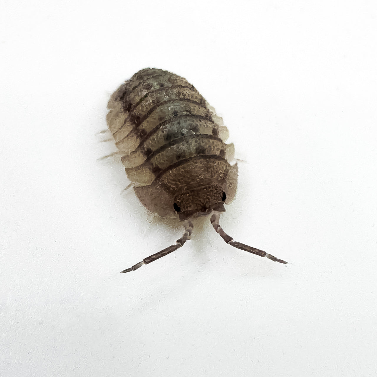 Armadillidium Peraccae
