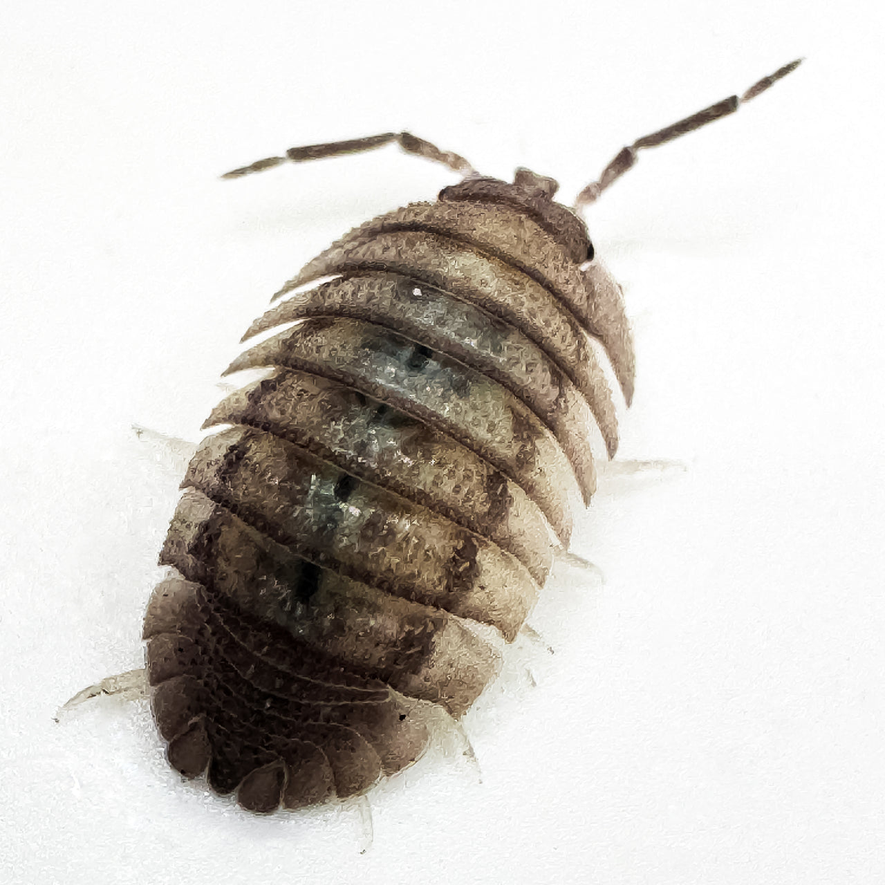 Armadillidium Peraccae