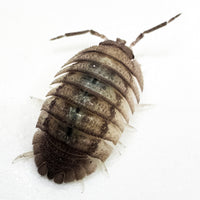 Thumbnail for Armadillidium Peraccae
