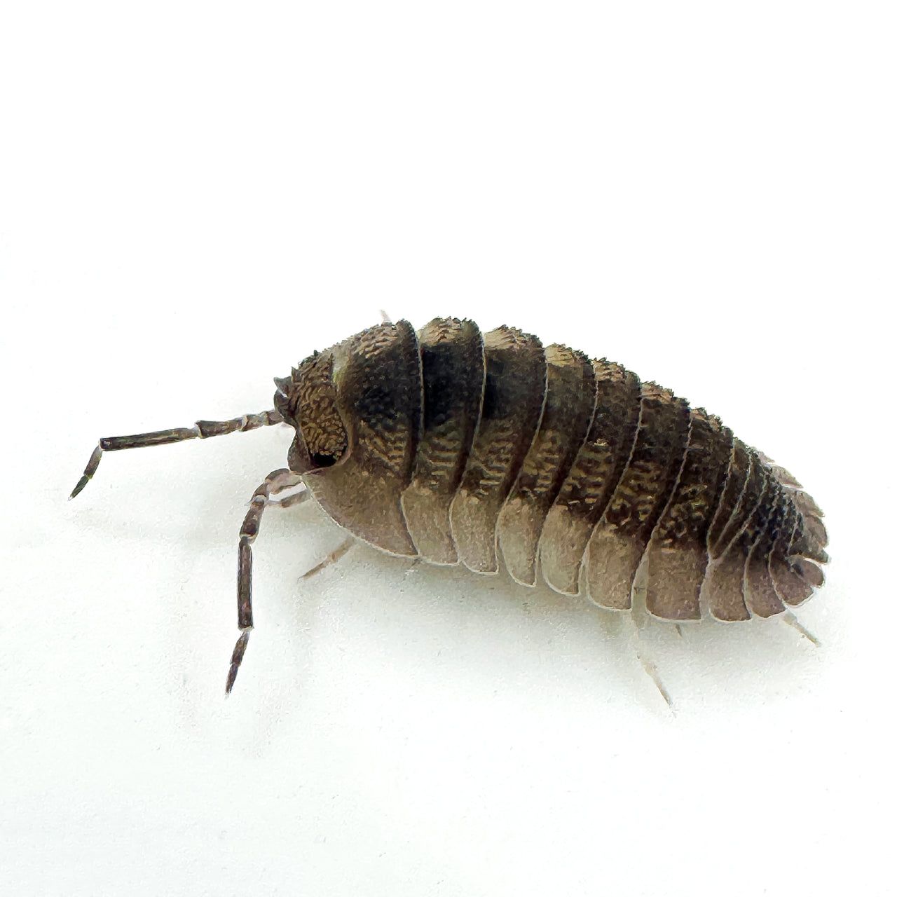 Armadillidium Peraccae