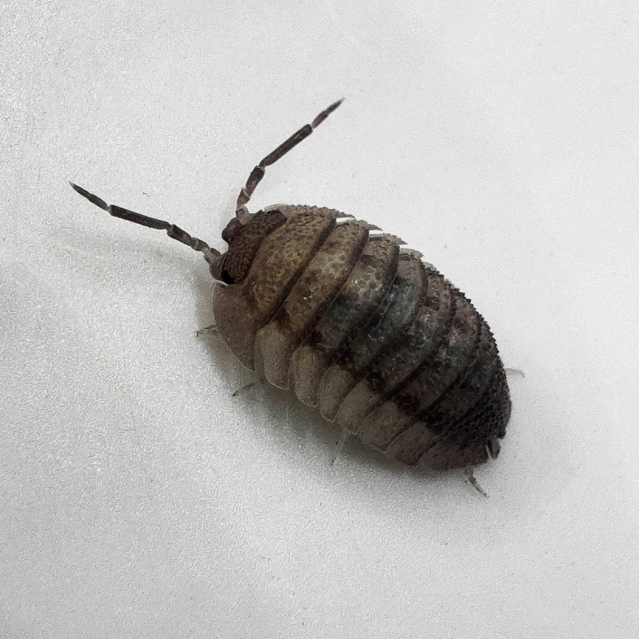 Armadillidium Peraccae