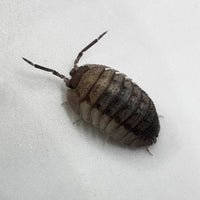 Thumbnail for Armadillidium Peraccae